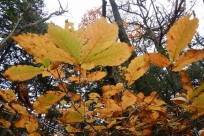 特別樹海ネイチャーツアー(㈱日本旅行国際事業部:イギリス、オーストラリア、ニュージーランドのゲストの皆様）
