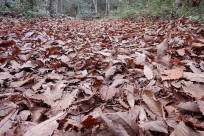樹海ネイチャーツアー