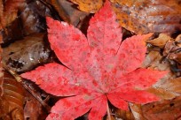 樹海ネイチャーツアー