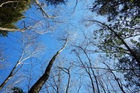 樹海ネイチャーツアー