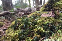 樹海ネイチャーツアー