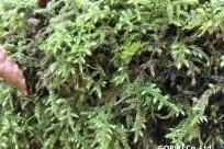 樹海ネイチャーツアー