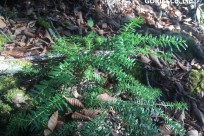 樹海ネイチャーツアー