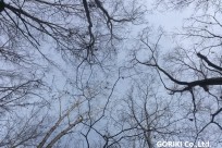 樹海ネイチャーツアー