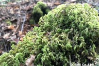 樹海ネイチャーツアー