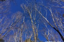 樹海ネイチャーツアー