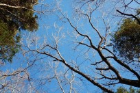 樹海ネイチャーツアー（取材）