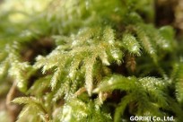 樹海ネイチャーツアー