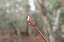 樹海ネイチャーツアー