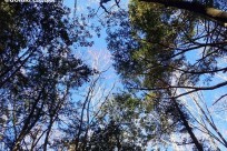 樹海ネイチャーツアー