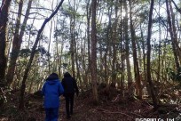 樹海ネイチャーツアー