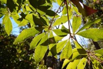 樹海ネイチャーツアー