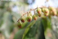 樹海ネイチャーツアー