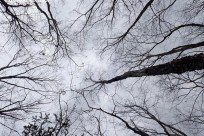 樹海ネイチャーツアー