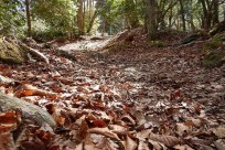 樹海ネイチャーツアー