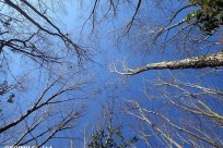 樹海ネイチャーツアー