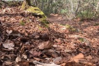 樹海ネイチャーツアー