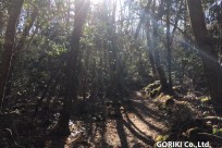 樹海ネイチャーツアー