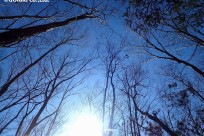 樹海ネイチャーツアー