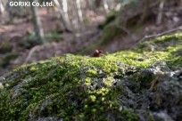 樹海ネイチャーツアー