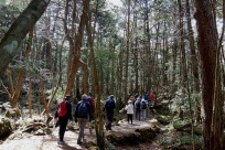 特別樹海ネイチャーツアー(㈱日本旅行国際事業部:オーストラリア、ニュージーランドのゲストの皆様）