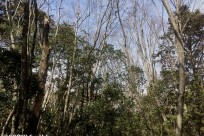 樹海ネイチャーツアー