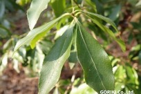 樹海ネイチャーツアー