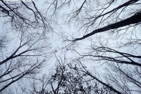 樹海ネイチャーツアー