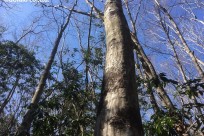 樹海ネイチャーツアー