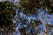 樹海ネイチャーツアー