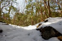 樹海ネイチャーツアー