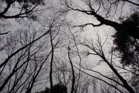 樹海ネイチャーツアー