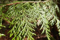 樹海ネイチャーツアー