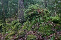 樹海ネイチャーツアー
