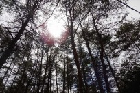 特別樹海ネイチャーツアー(㈱日本旅行国際事業部:オーストラリア、ニュージーランド、イギリスのゲストの皆様）