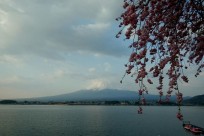 樹海ネイチャーツアー