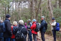 特別樹海ネイチャーツアー(㈱日本旅行国際事業部:オーストラリア、ニュージーランド、イギリスのゲストの皆様）