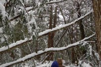 特別樹海ネイチャーツアー(㈱日本旅行国際事業部:オーストラリア、ニュージーランド、イギリスのゲストの皆様）