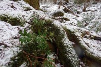 特別樹海ネイチャーツアー(㈱日本旅行国際事業部:オーストラリア、ニュージーランド、イギリスのゲストの皆様）