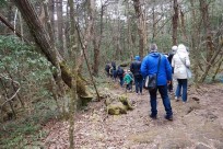特別樹海ネイチャーツアー(㈱日本旅行国際事業部:オーストラリア、ニュージーランド、イギリスのゲストの皆様）