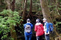 樹海ネイチャーツアー