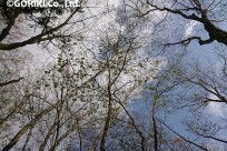 樹海ネイチャーツアー