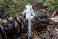 樹海ネイチャーツアー