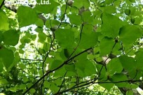 樹海ネイチャーツアー