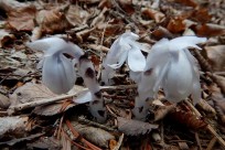 樹海ネイチャーツアー