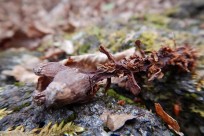 樹海ネイチャーツアー