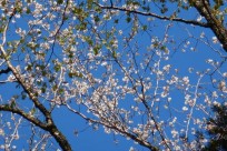 樹海ネイチャーツアー