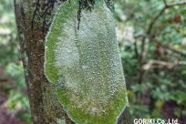 樹海ネイチャーツアー
