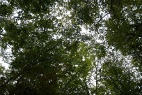 樹海ネイチャーツアー