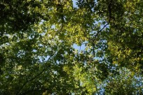 樹海ネイチャーツアー